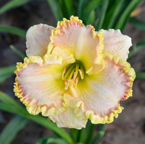 Hemerocallis 'Singular Sensation' (25) BR Plants