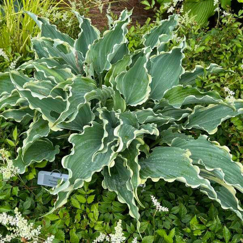 Hosta 'Dancing in the Moonlight' PP35175 (20)ct Flat