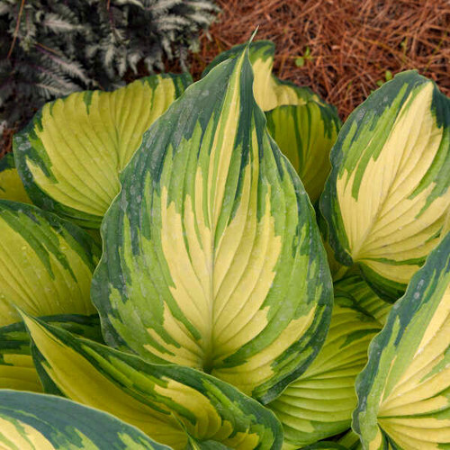 Hosta My Fair Lady shipped from Grower to your door
