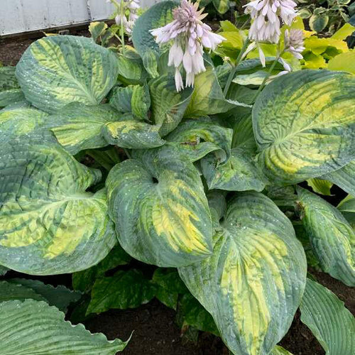 Hosta 'Sound of Music' PP35563 (20)ct