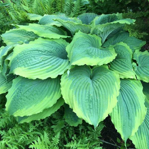 Hosta 'Spartacus' (25) BR Plants