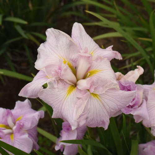 Iris IRIS e. 'Pinkerton' (25) BR Plants