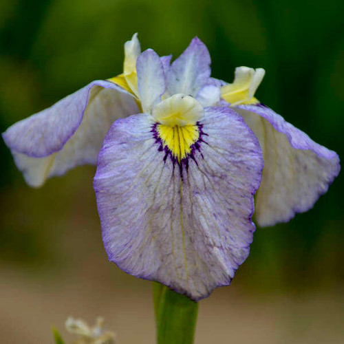 Iris IRIS pseudata 'Tsukiyono' (25) BR Plants