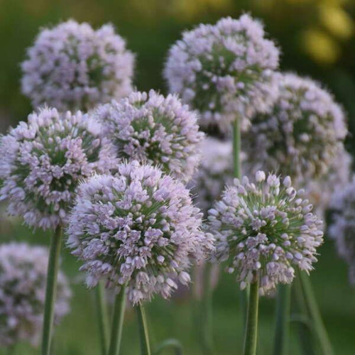 Allium 'Bobblehead' (25) BR Plants - Bloomin Designs Nursery