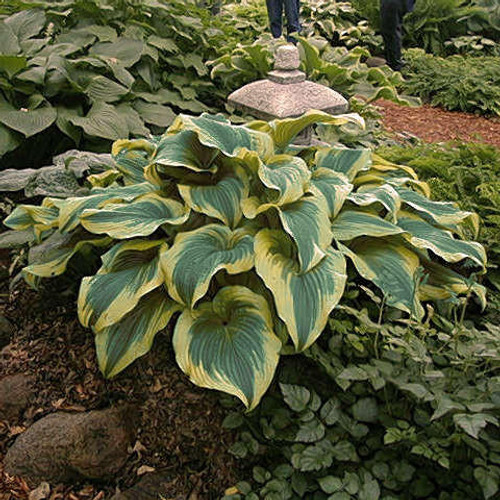 Hosta Fortunei Aureomarginata
Photos courtesy of Walters Gardens, Inc.