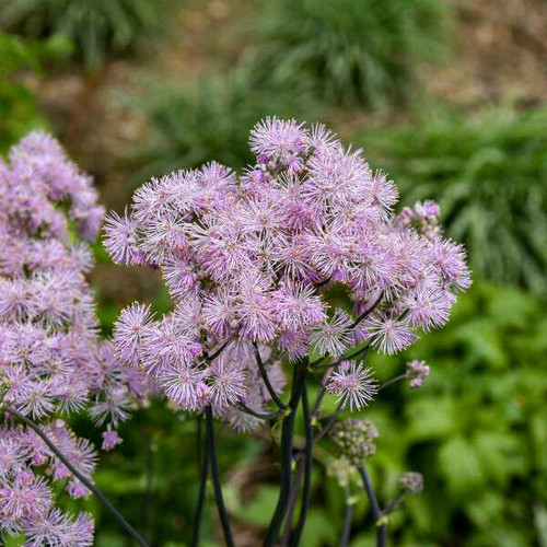 Thalictrum 'Cotton Candy' (20)ct Flat