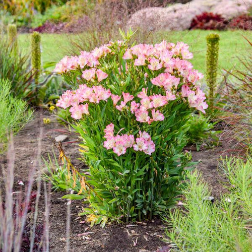 Alstroemeria Summer Break shipped from Grower to your door