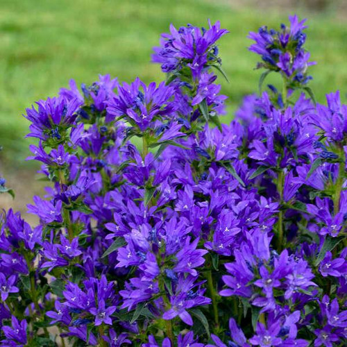 Delphinium e. 'Violets Are Blue' (30)ct Flats