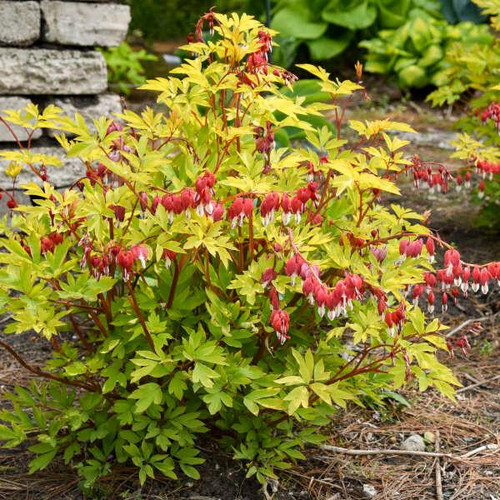 Dicentra s. 'Hearts on Fire' (30)ct Flat