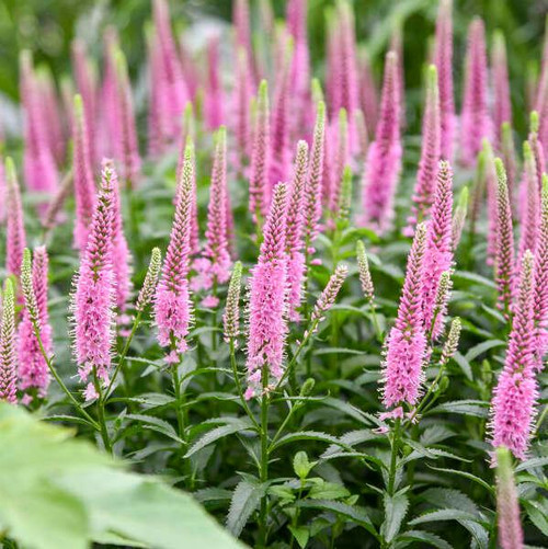 Veronica Jedi Gem shipped from Grower to your door