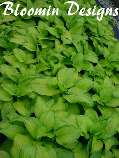 Hosta Guacamole 25 BR Plants