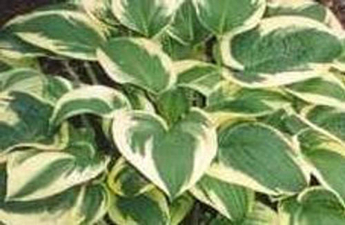 Hosta Wide Brim 25 BR Plants