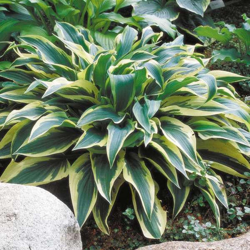 Hosta 'Wolverine' (25) BR Plants