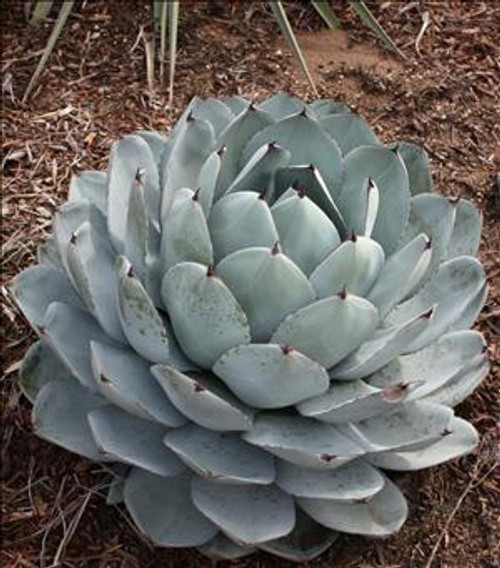 Agave parryi ssp. truncata (72)ct Flat