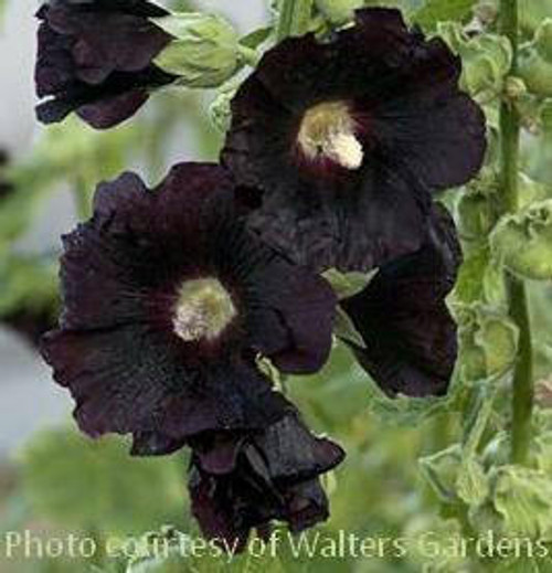 Alcea rosea Blacknight 30ct Flat