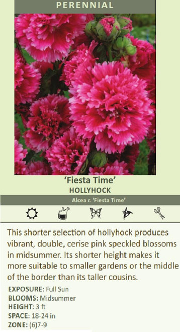 Alcea rosea Fiesta Time 30ct Flat