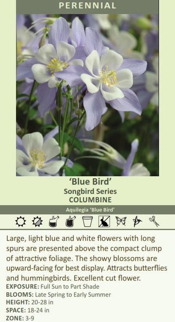 Aquilegia Blue Bird 30ct Flat