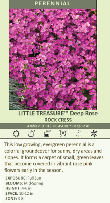 Arabis c LITTLE TREASURE TM Deep Rose 30ct Flat