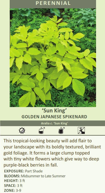 Aralia c Sun King 20ct Flat