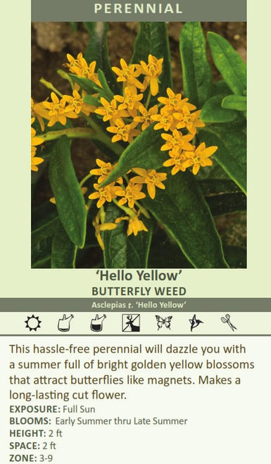 Asclepias t Hello Yellow 30ct Flat