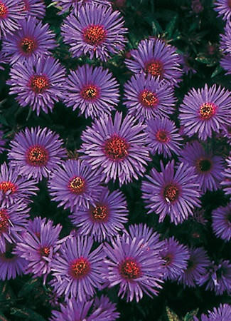 Aster novae-angliae Purple Dome