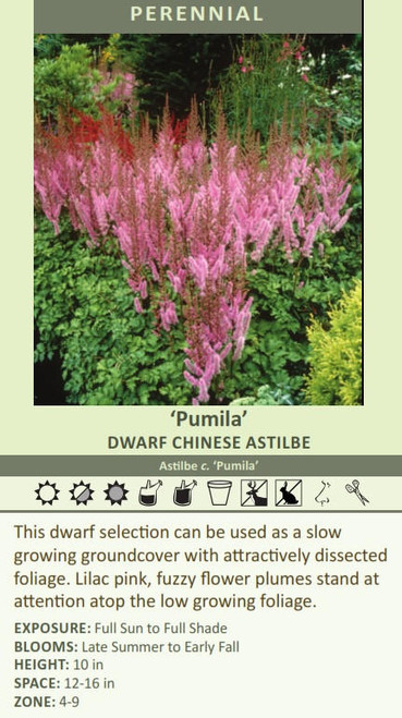 Astilbe chinensis Pumila 25 BR Plants