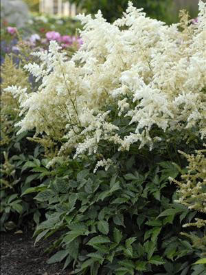 Astilbe Deutschland 25 BR Plants