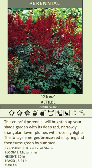 Astilbe 'Glow' ('Glut') shipped from Grower to your door