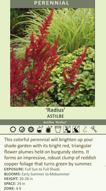 Astilbe Radius 25 BR Plants