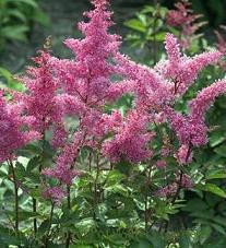 Astilbe 'Glow' ('Glut') shipped from Grower to your door