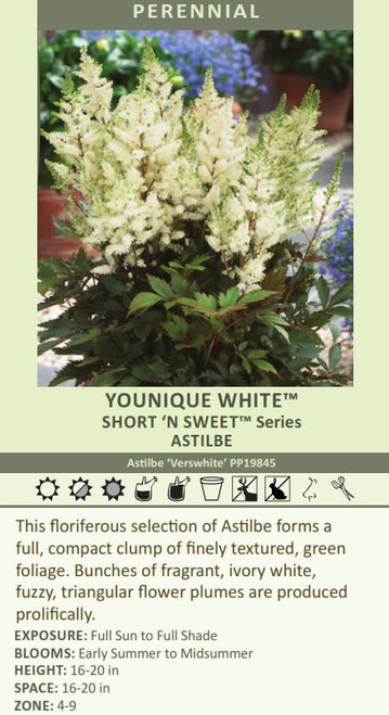 Astilbe Younique White Verswhite PP19845 25 BR Plants