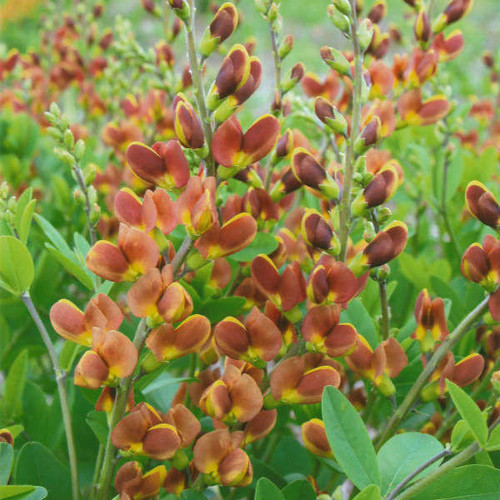 Baptisia DECADENCE 'Cherries Jubilee' PP23907 (25) BR Plants