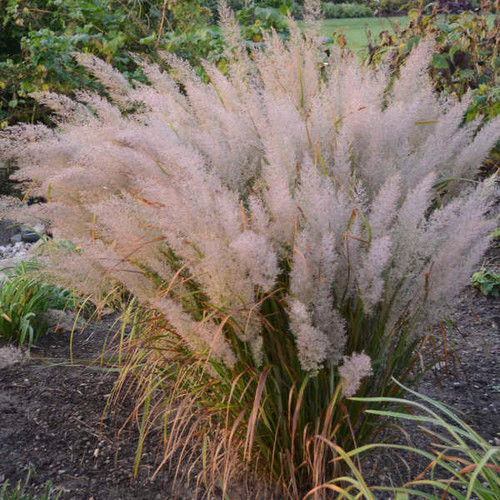 Calamagrostis brachytricha 30ct Flat Photos courtesy of Walters Gardens, Inc.
