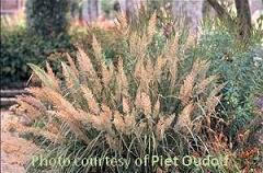 Calamagrostis brachytricha 30ct Flat Photos courtesy of Walters Gardens, Inc.