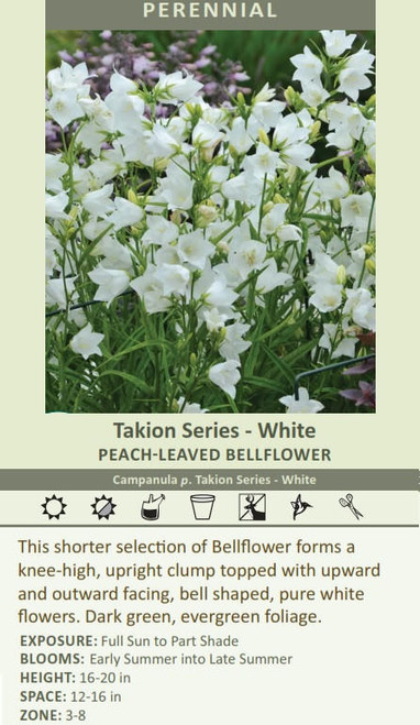 Campanula p Takion Series - White 25 BR Plants