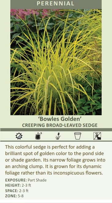 Carex elata Bowles Golden 30ct Flat