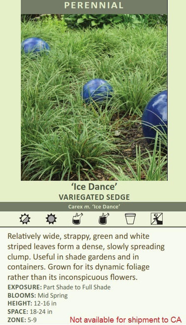 Carex morrowii Ice Dances 20ct Flat