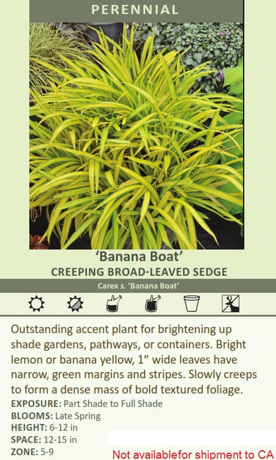 Carex siderosticha Banana Boat 20ct Flat