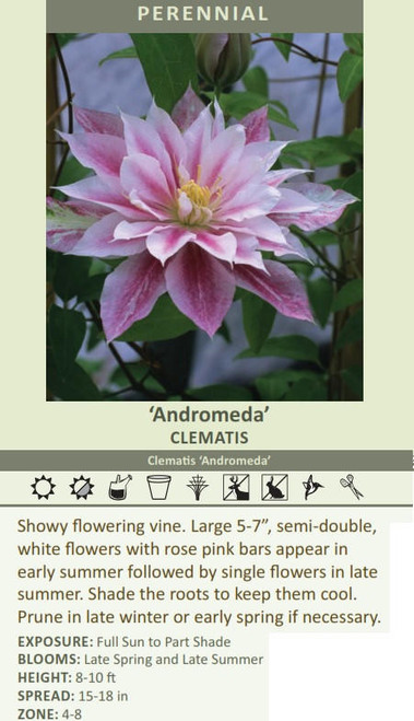 Clematis Andromeda 10 Plants
