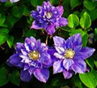 Clematis 'Blue Explosion' shipped from Grower to your door