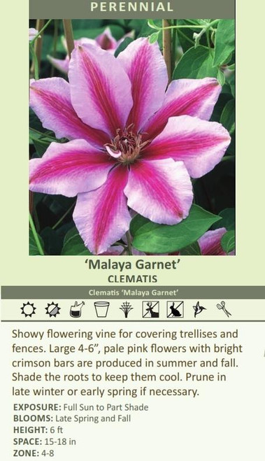Clematis Malaya Garnet 10 Plants
