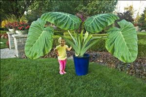 Colocasia g Thailand Giant 20ct Flat
Photos courtesy of Walters Gardens, Inc.