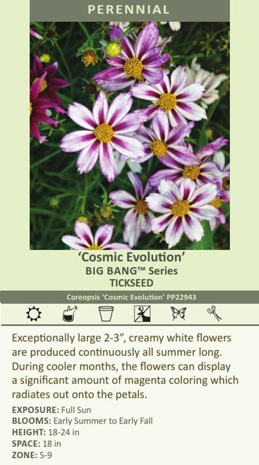 Coreopsis Cosmic Evolution PP22943 30ct Flat