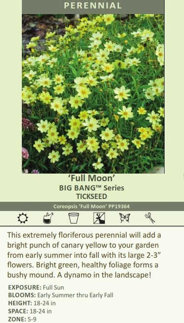 Coreopsis Full Moon PP19364 30ct Flat