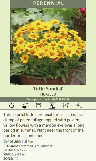 Coreopsis Little Sundial PP18460 30ct Flat