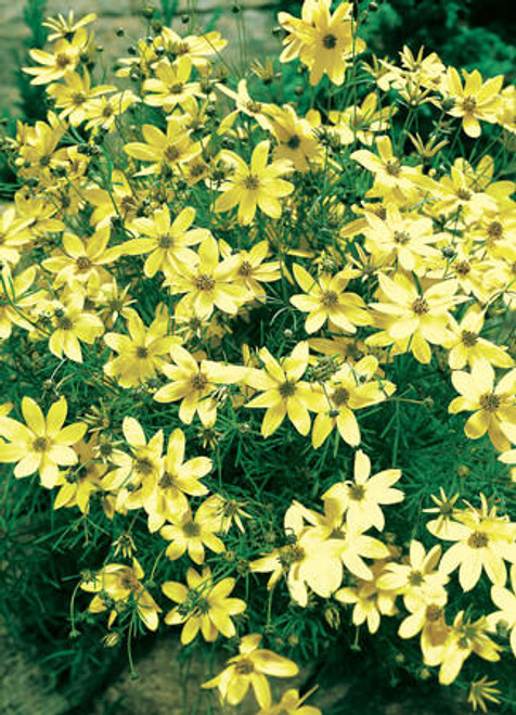 Coreopsis verticillata Moonbeam 30ct Flat Coreopsis verticillata Moonbeam 30ct Flat