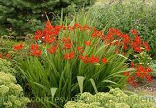 Crocosmia Lucifer
Photos courtesy of Walters Gardens, Inc