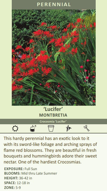 Crocosmia Lucifer 25 BR Plants