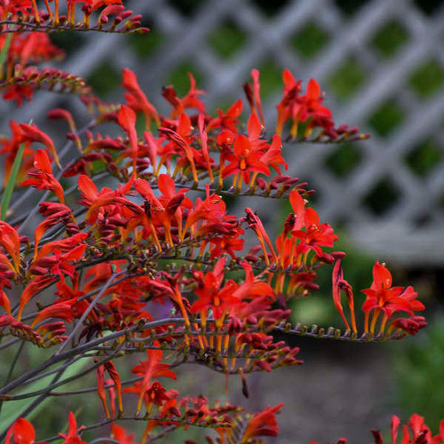Crocosmia 'Lucifer' (25) BR Plants Crocosmia 'Lucifer' (25) BR Plants