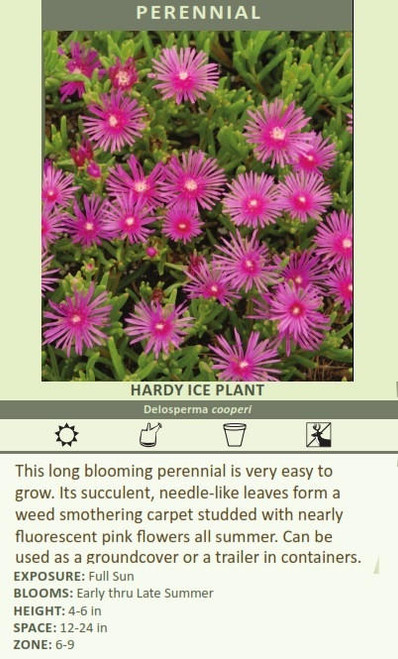 Delosperma cooperi 30ct Flat